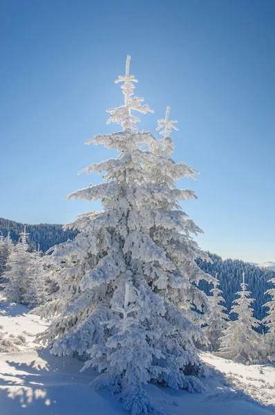 Fenyő és a hó a blu sky háttér — Stock Fotó