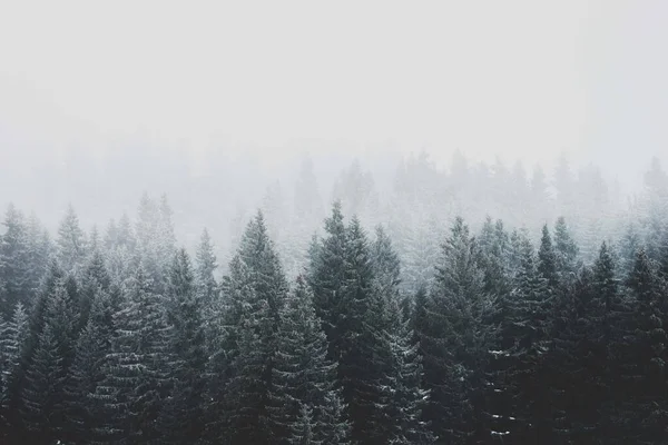 Moody Hutan Gunung Pohon Pagi Hari Dengan Kabut Pohon Konifer Stok Gambar