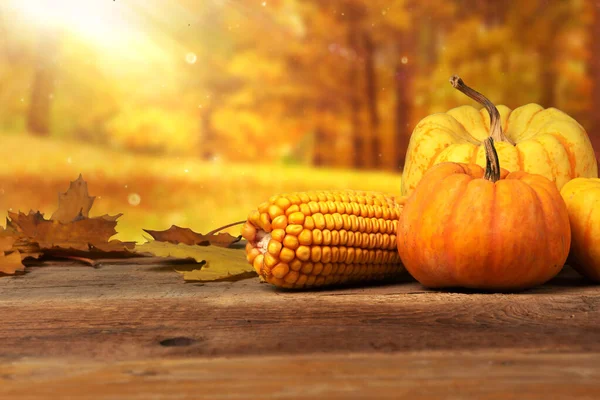 Autumn fall background. Pumpkins with corn cob isolated on wooden table with forest background.