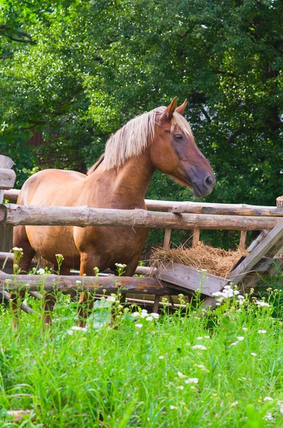 HORSE за парканом — стокове фото