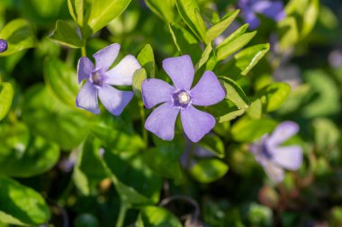 Vinca minör minör menekşe süs çiçekleri çiçek, yaygın menekşe çiçekleri gün ışığında yerde sürünen çiçekler