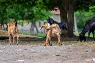 Capra aegagrus hircus Anglo-nubian keçi komik çiftlik hayvanı serin uzun kulaklı ve çayırda kahverengi saçlı