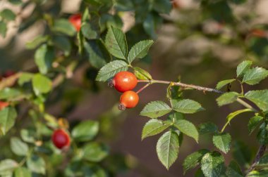 Çalı dallarında olgunlaşmış gül kalçaları, Rosa kanina bitkisinin kırmızı sağlıklı meyveleri, sonbahar hasadının sonları, yeşil yapraklar