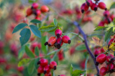 Çalı dallarında olgun taze gül kalçaları, Rosa kanina bitkisinin kırmızı sağlıklı meyveleri, sonbahar hasat zamanı
