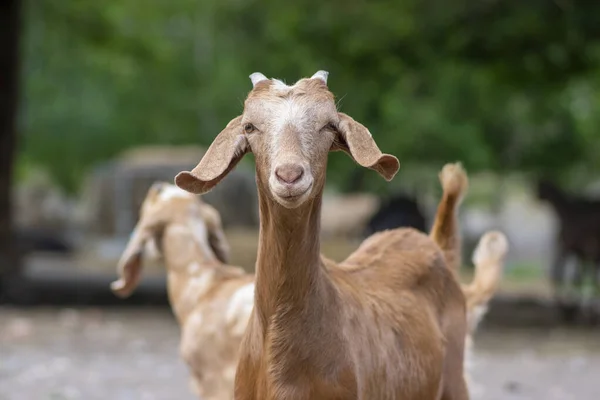 Capra Aegagrus Hircusアングロヌビアンヤギ面白い動物でクールな長い耳と牧草地の茶色の髪 目の接触 — ストック写真