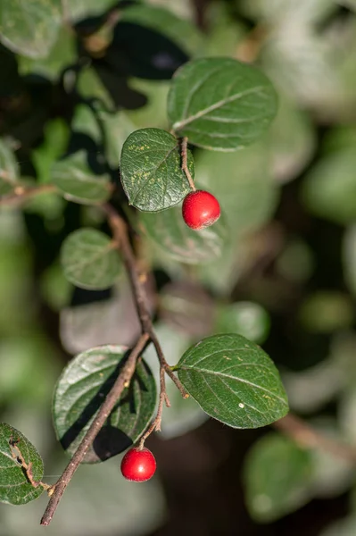 花茎先に紅色の秋の果実と緑の葉 秋の観賞用落葉植物 — ストック写真