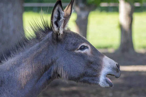 Equus Asinus Evcilleştirilmiş Eşek Komik Genç Hayvan Portresi Güpegündüz Güzel — Stok fotoğraf