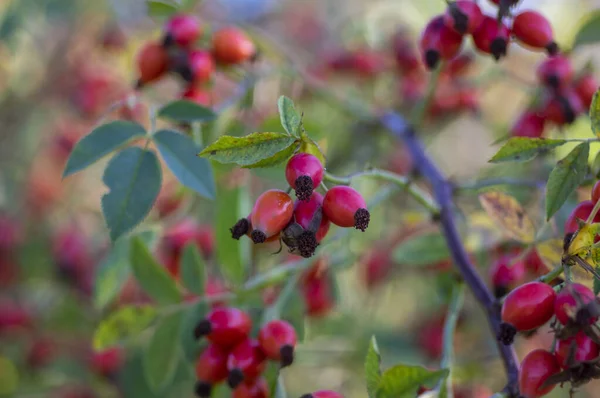 Érett Friss Rózsa Csípő Bokorágakon Rosa Canina Növény Vörös Egészséges — Stock Fotó