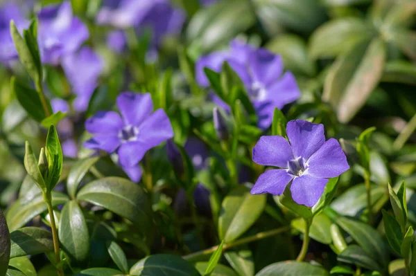 Vinca Mindre Mindre Periwinkle Prydnadsblommor Blom Vanliga Periwinkle Blommande Växt — Stockfoto