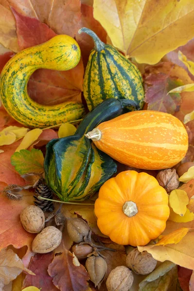 Grupo Calabazas Decorativas Otoñales Color Verde Anaranjado Hermosas Calabazas Esparcidas — Foto de Stock