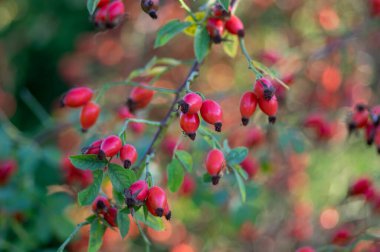 Çalı dallarında olgun taze gül kalçaları, Rosa kanina bitkisinin kırmızı sağlıklı meyveleri, sonbahar hasat zamanı