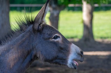 Equus asinus evcilleştirilmiş eşek komik genç hayvan portresi, güpegündüz güzel hayvan çiftliği