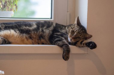 Uykulu, yorgun ev yapımı mermer kedi portresi, komik, sevimli bir hayvan kafasının altında pençesiyle, komik bir sahne.