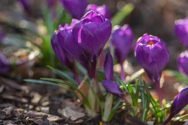 Çiçekli tarla vernus bitkileri, parlak renkli ilkbahar çiçekleri, çiçek, mor, mor, sarı ve beyaz çeşitli renkler