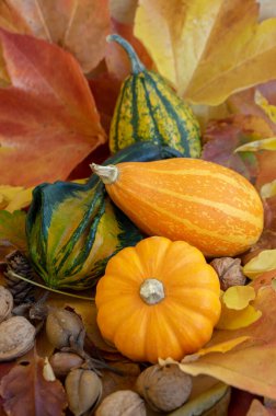 Bir grup dekoratif balkabağı, sonbahar turuncusu sarı güzel kabaklar kuru yapraklar üzerine yayılmış fındıklar