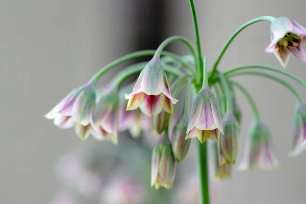 Allium Siculum Bal Sicilya Sarımsak Çiçekleri Çiçek Açmış Güzel Bahar — Stok fotoğraf