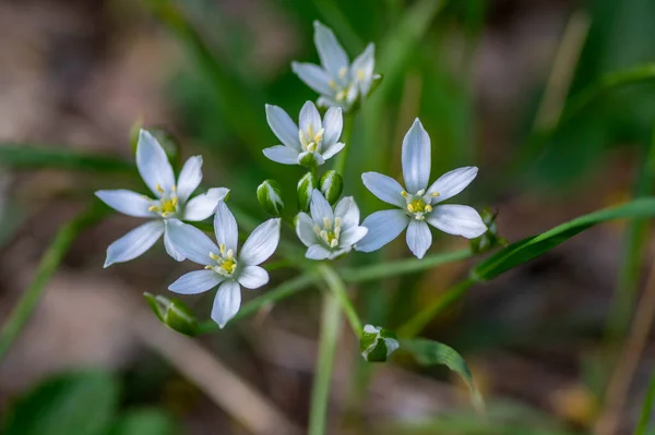 Ornithogalum Umbellatum Garden Star Bethlehem Flowers Bloom Grass Lily White — Stock Photo, Image