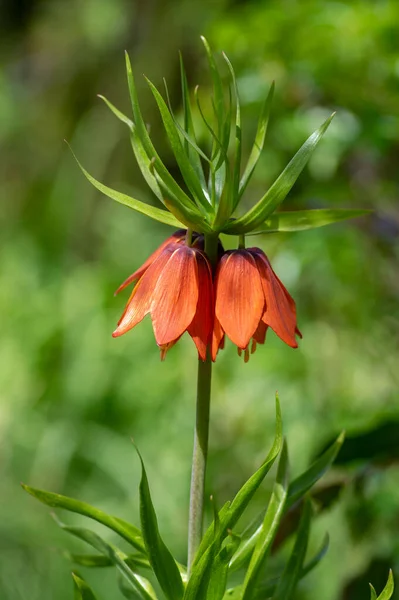 Fritillaria Imparatorluk Çiçeği Çiçek Açmış Güzel Uzun Turuncu Kırmızı Çiçekli — Stok fotoğraf
