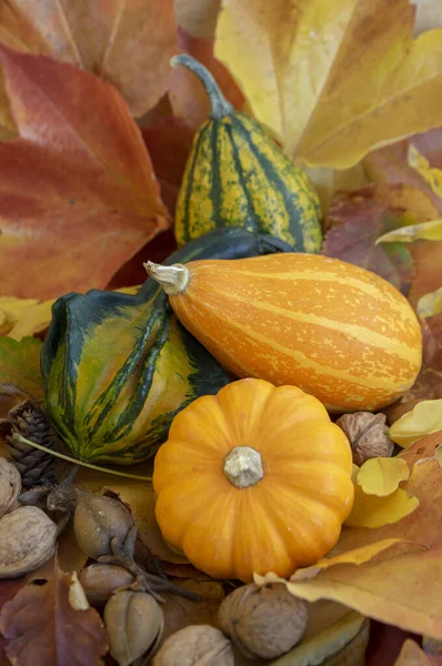 Grupo Calabazas Decorativas Otoñales Color Verde Anaranjado Hermosas Calabazas Esparcidas — Foto de Stock