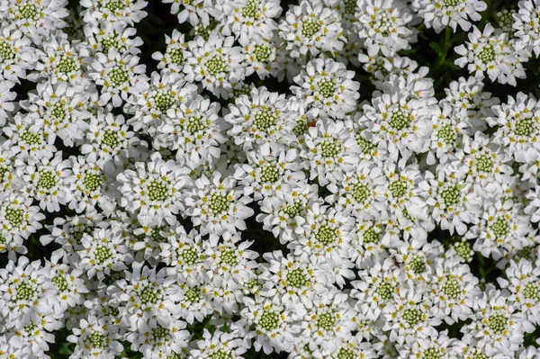 Iberis Sempervirens Immergrüne Süßigkeitenblüten Blüte Gruppe Weißer Frühlingshaft Blühender Felspflanzen — Stockfoto