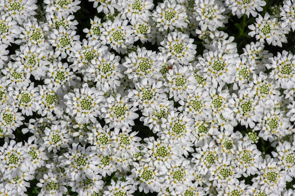 半长春藤 Iberis Sempervirens 常绿藤蔓多年生花盛开 一群春天开花的白色岩石植物 季节背景 — 图库照片