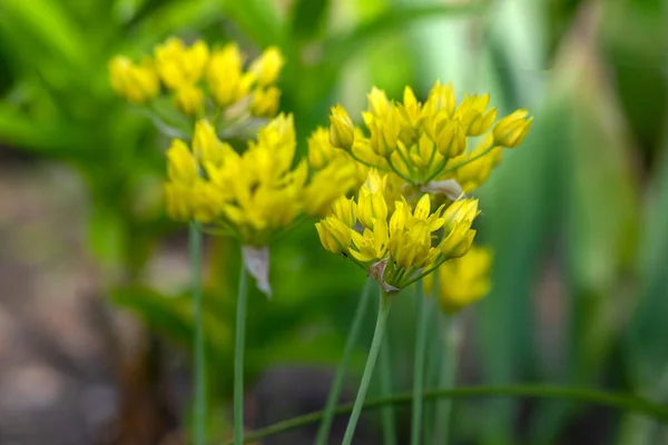 開花中のアリウムモリ黄色の黄金色のユリのネギニンニクの花 美しい観賞用の庭の春の開花植物 — ストック写真