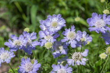 Scabiosa caucasica caucasian pincushion flowers in bloom, scabiosus flowering ornamental light bluebeautiful garden plant clipart