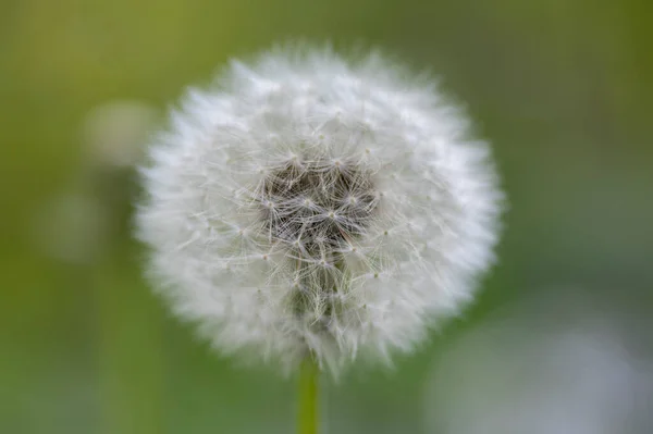 一般的なタンポポTaraxacum Officinale色あせた花は雪の玉 熟したキプセリアの果実のように見えます — ストック写真