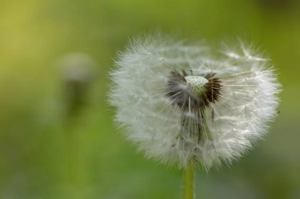 一般的なタンポポTaraxacum Officinale色あせた花は雪の玉 熟したキプセリアの果実のように見えます — ストック写真