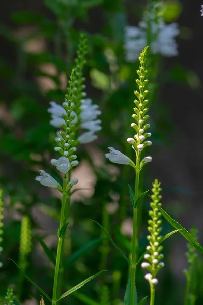 Physostegia Virginiana Alba White Flowering Plant Beautiful Obedience False Dragonhead — Stock Photo, Image
