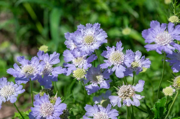 Scabiosa Kafkasya Kafkasya iğneli çiçekleri çiçek açmış, Scabiosus çiçekli süs mavisi güzel bahçe bitkisi