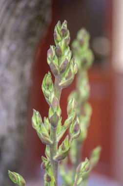 Yucca filamentosa Adams iğnesi ve iplik çiçeği açan beyaz çiçekler, yemyeşil çiçekli çalılar, uzun yeşil saplı tomurcuklar