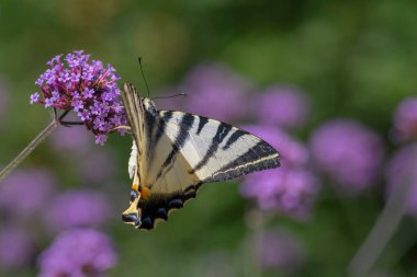Verbena bonariensis mor çiçekli, beyaz, muhteşem armut ağacı kelebeği kırlangıç Iphiclides podalirius