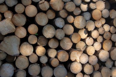 Ağaçların kesilmesi, kabuk böceği felâketi, kozalaklı ağaç odunların odun üstüne odun yığılması, taşınmaya hazır, güneş ışığı ve gölgedeki desen.