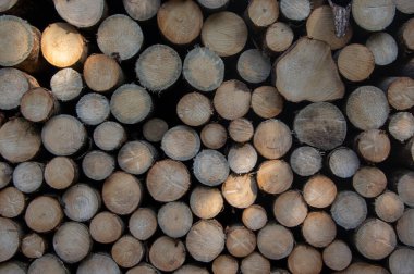 Ağaçların kesilmesi, kabuk böceği felâketi, kozalaklı ağaç odunların odun üstüne odun yığılması, taşınmaya hazır, güneş ışığı ve gölgedeki desen.