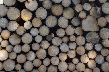 Ağaçların kesilmesi, kabuk böceği felâketi, kozalaklı ağaç odunların odun üstüne odun yığılması, taşınmaya hazır, güneş ışığı ve gölgedeki desen.