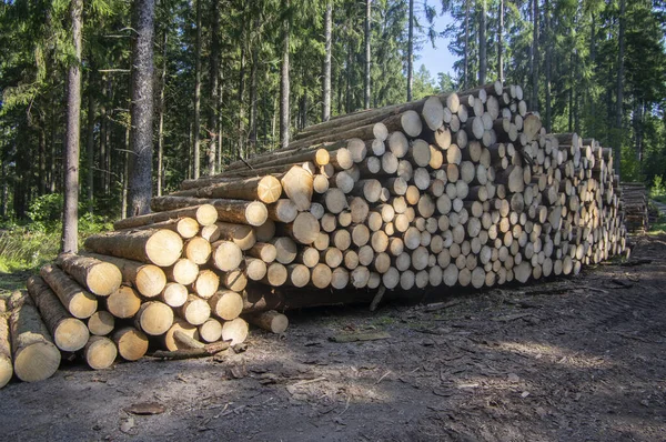 Klippning Träd Bark Skalbagge Katastrof Barrträd Stockar Ved Högen Skogen — Stockfoto