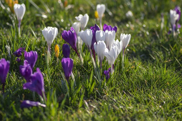 Campo Piante Fiorite Crocus Vernus Gruppo Fiori Colorati All Inizio — Foto Stock