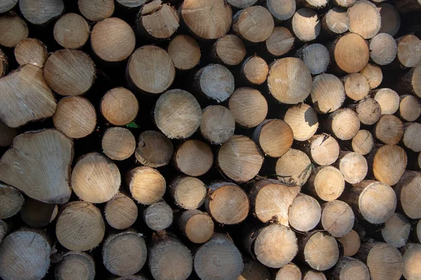 Ağaçların kesilmesi, kabuk böceği felâketi, kozalaklı ağaç odunların odun üstüne odun yığılması, taşınmaya hazır, güneş ışığı ve gölgedeki desen.