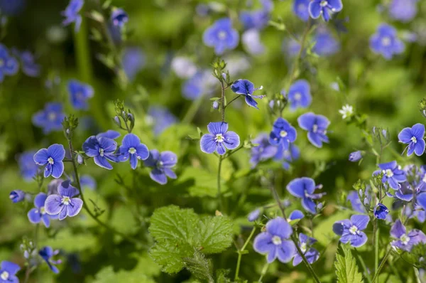 Veronica Chamaedrys, Alman hız limitinde çiçek açan bitki, çiçek açan koyu mavi yapraklı küçük çiçekler, çayır çimlerinde büyüyen yeşil yapraklar,