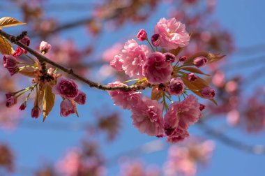Prunus serrulata Japon kiraz ağacı çifte çiçek ekimi Sakura ya da taihaku çiçekleri, çiçek açan doğu kirazları, mavi gökyüzüne karşı