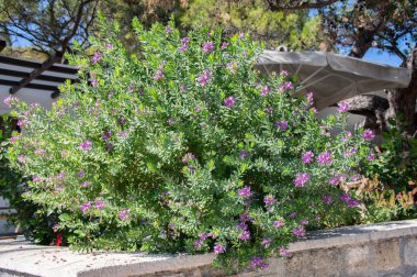 Dallarında pembe çiçekler olan poligala myrtifolia çalısı.