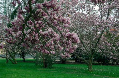 Magnolia soulangeana ayrıca çay tabağı manolyası olarak da bilinir. Çiçek açan dallarda güzel pembe beyaz çiçekler olan bahar ağacı. Süslü bitkiler.
