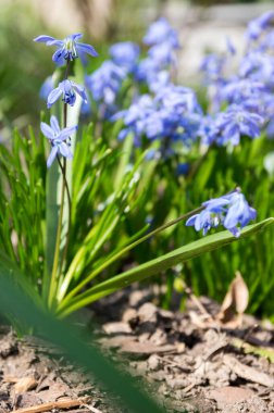 Bir demet Scilla Siberica, baharın başlarında bahçe yatağında açan mavi çiçekler.