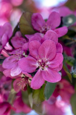 Süslü elma ağacı bitkisi ilkbaharda çiçek açar, toringo kırmızısı parlak pembe çiçekler açar, dallarda yapraklar ve demetler oluşturur.