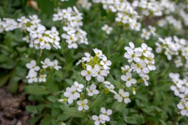 Arap Kafkasya Dağları Kayaları İlkbahar Çiçek açan bitki, Kafkasya kayalık teresi çiçekleri beyaz taç yaprakları, yeşil yapraklar