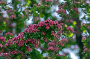 Crataegus laevigata cultivar pauls kırmızı pembe çiçekli ağaç, çiçek açmış güzel bahar çiçekleri grubu, yeşil yapraklar