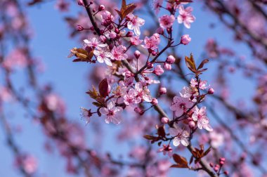 Kanadalı siyah erik eriği, açık pembe çiçekler çiçek açmış, güzel çiçekli, kırmızı yapraklı kahverengi çalılar güneş ışığı altında.