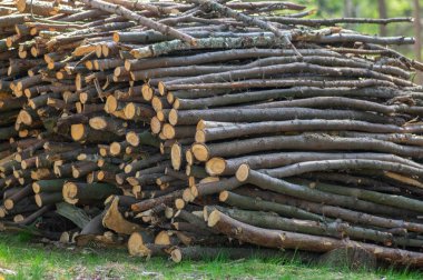 Ağaçların kesilmesi, uzun ağaç dalları, odun yığınları üzerinde odun yığınları çimlerin içinde, ormanda güneşli bir gün.