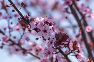 Kanadalı siyah erik eriği, açık pembe çiçekler çiçek açmış, güzel çiçekli, kırmızı yapraklı kahverengi çalılar güneş ışığı altında.